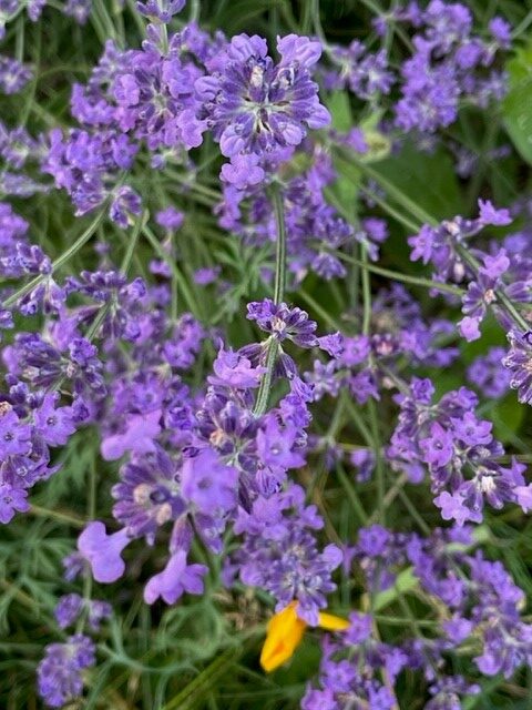 Image shows lavender flowers in my garden