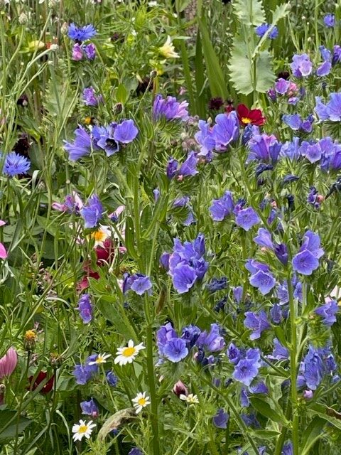 Sowing bee beautiful hardy annuals
