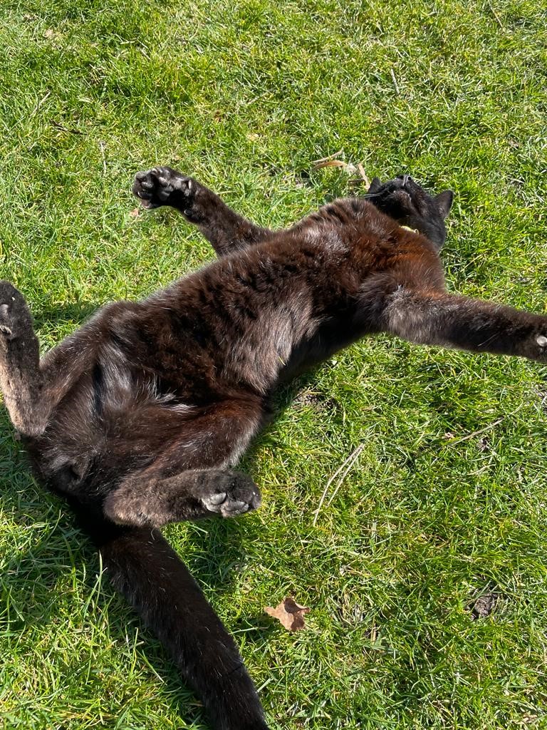 Companion planting with a beautiful cat