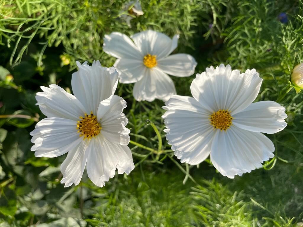 How to grow cosmos for pollinators