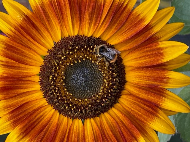 Image shows bee on sunflower