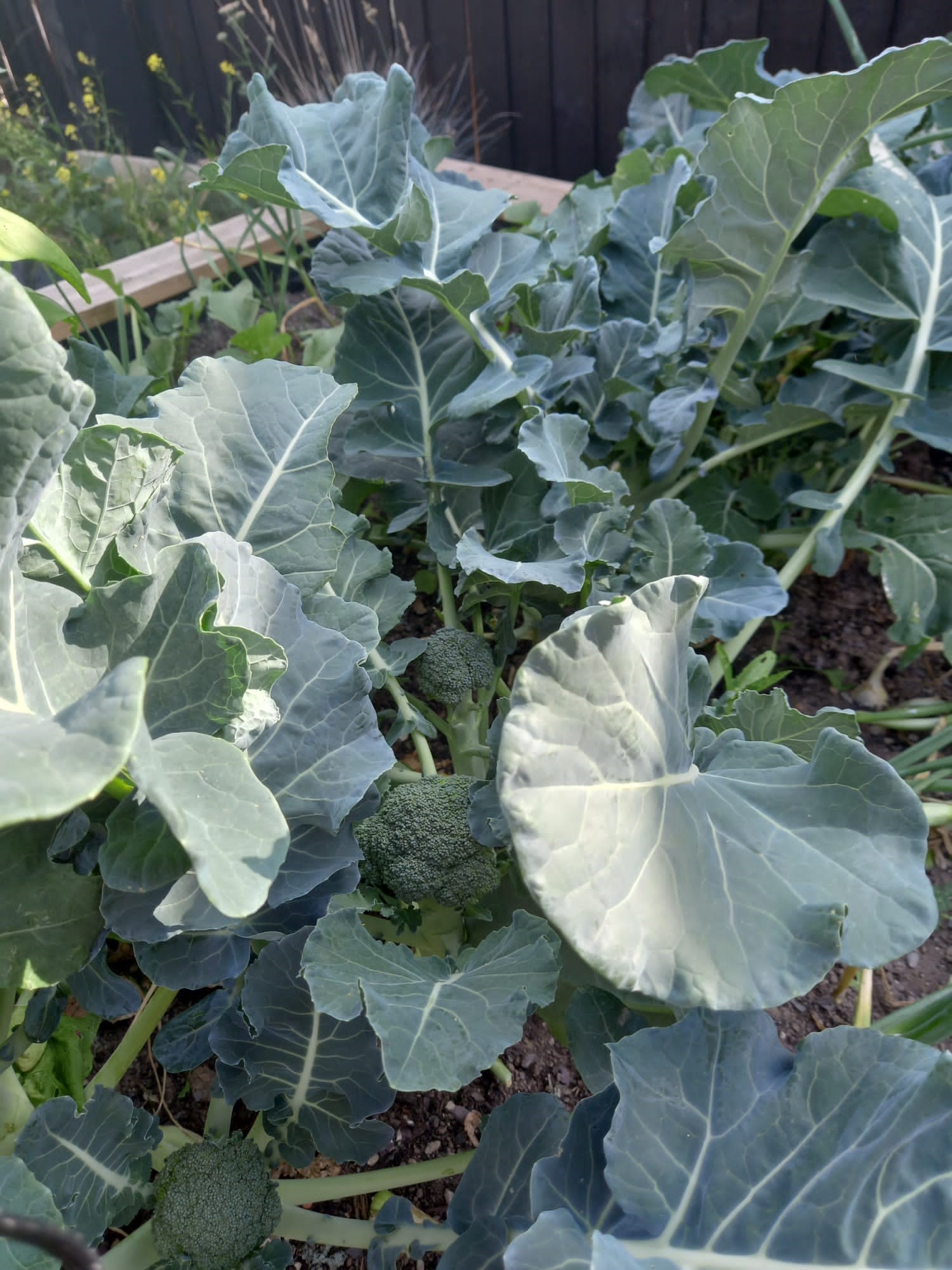 Image shows calabrese in raised bed