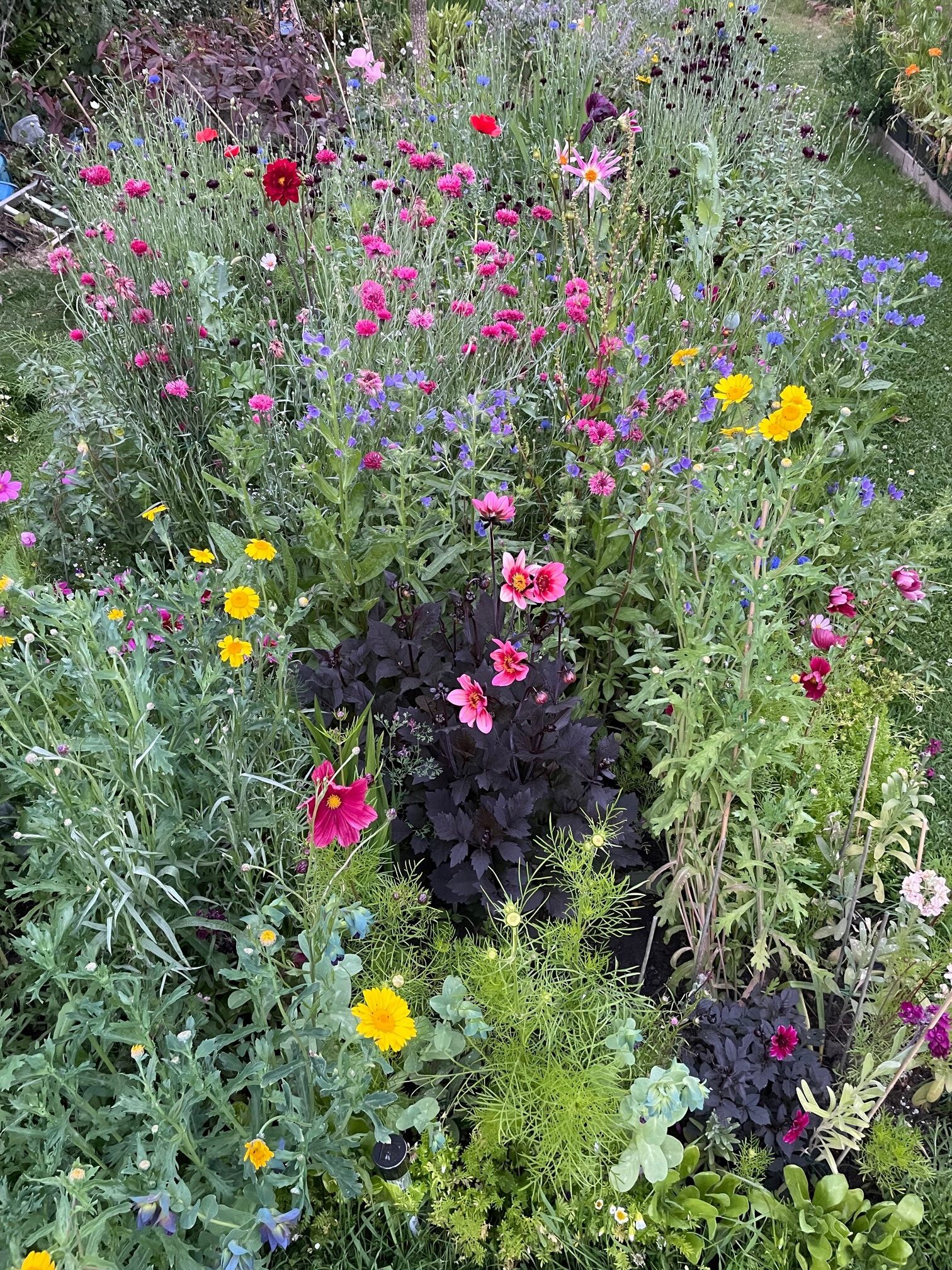 Image showing flowers in my garden