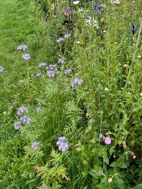 Image shows wildflowers in my garden