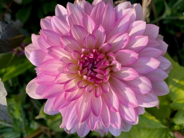 Image shows dahlia flower in my garden