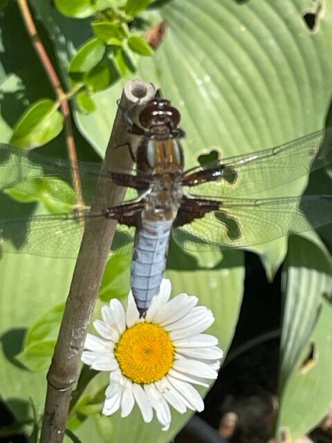 Image shows a Broad-bodied dragonfly in my garden during the 30 Days Wild challenge.