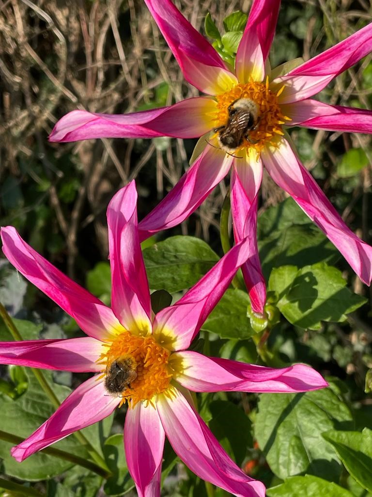 Image shows Honka Pink Dahlias in my garden with bees