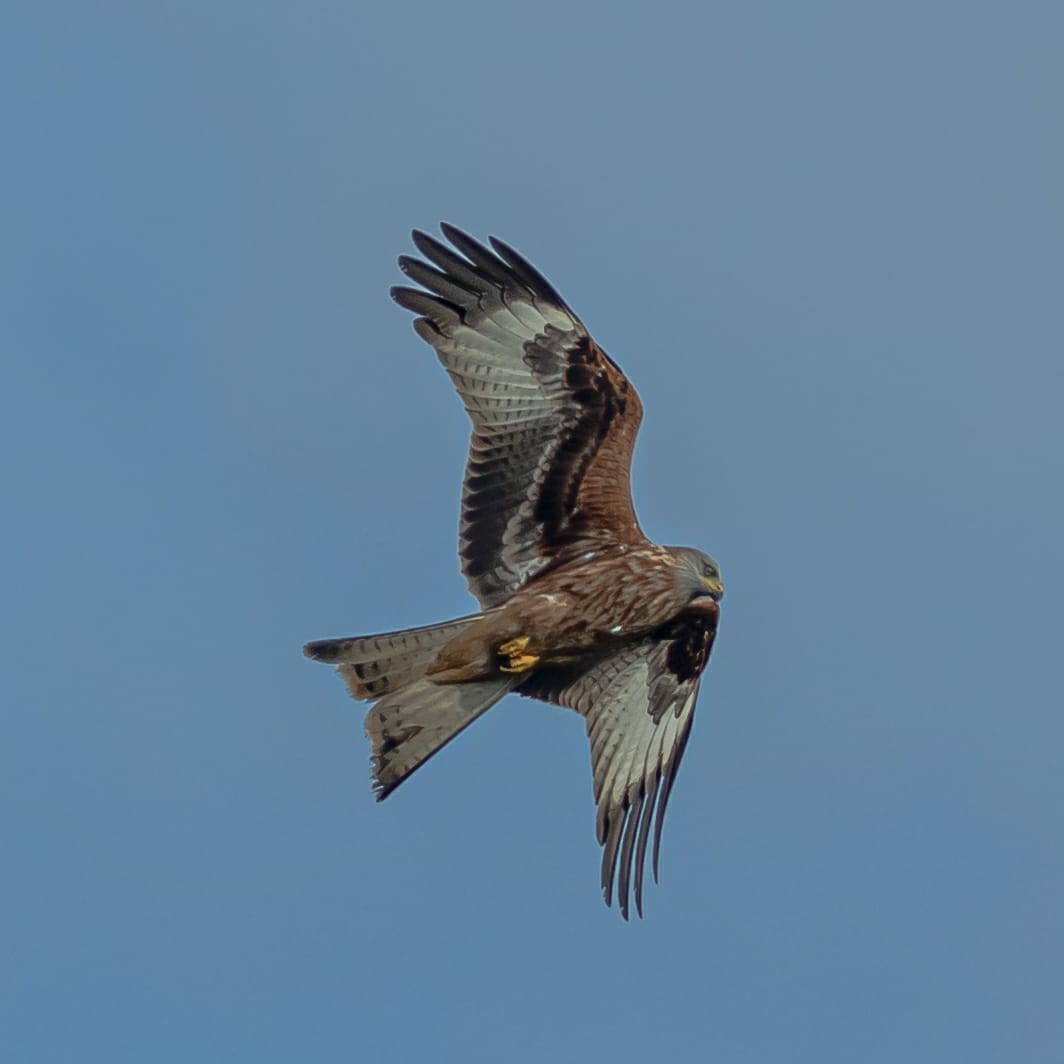 Image shows a Red Kite flying