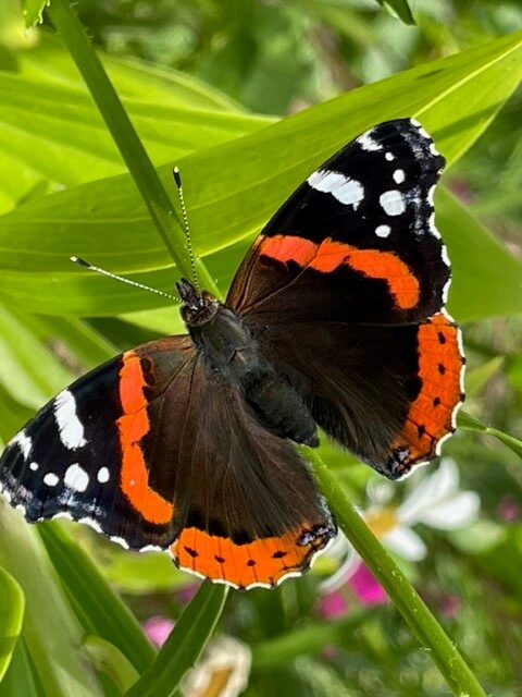 Image shows Red Admiral butterfly, top place on Big Butterfly Count