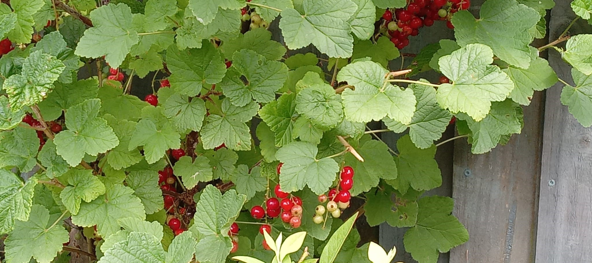 The Chief Gardener grows a   tasty fruit feast