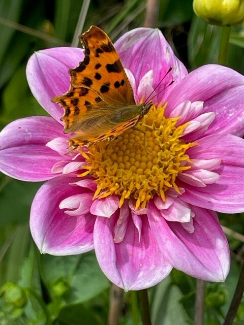 Image shows dahlia and comma butterfly