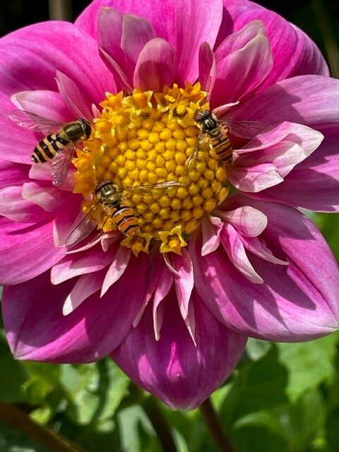 Image shows dahlia with three hoverflies.