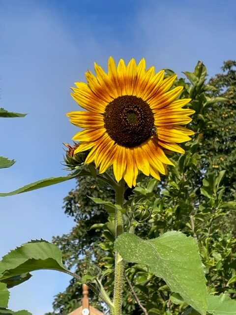 Image shows a sunflower in the sun in my garden