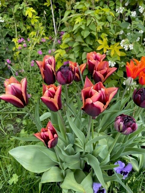 More beautiful tulips, planting for the spring.