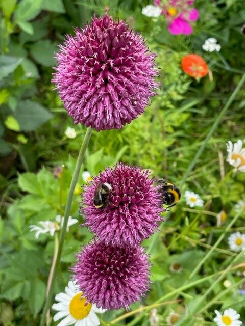 Wonderful alliums for beauty and the bees