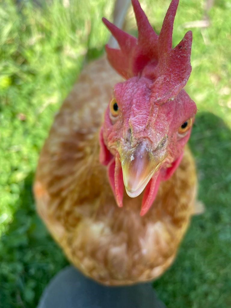 Beautiful rescue chickens get gardening for England