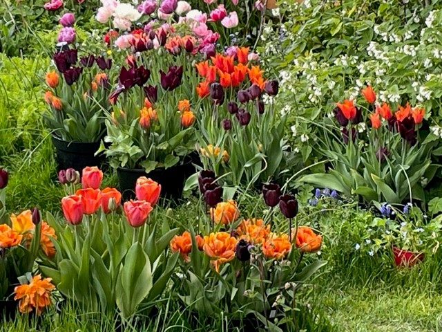 Time to choose  beautiful tulips for spring