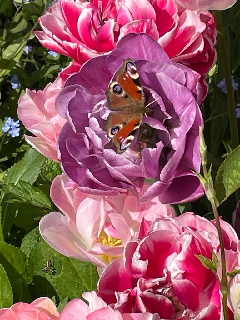 Image shows some tulips and a peacock butterfly in my garden