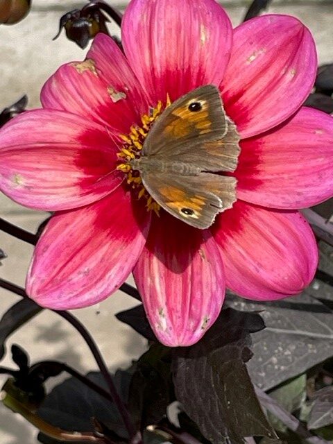 Image shows gatekeeper butterfly on a dahlia flower