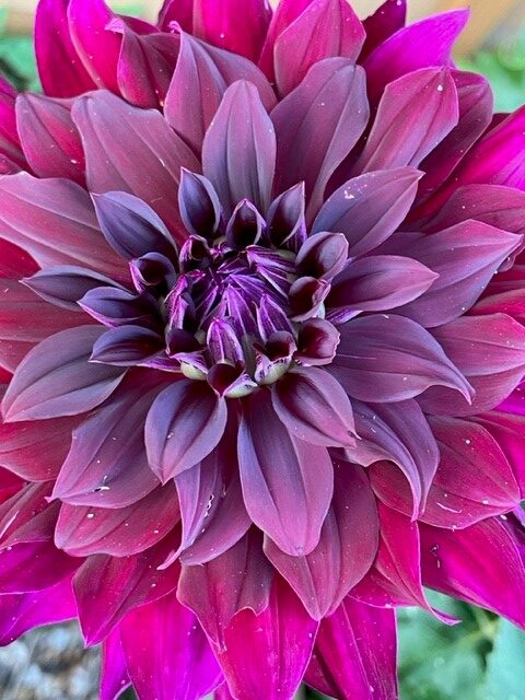 Image shows a dark and sultry dahlia in my garden