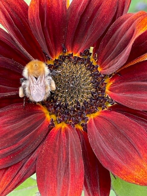 Image shows a sunflower and a bee in my garden