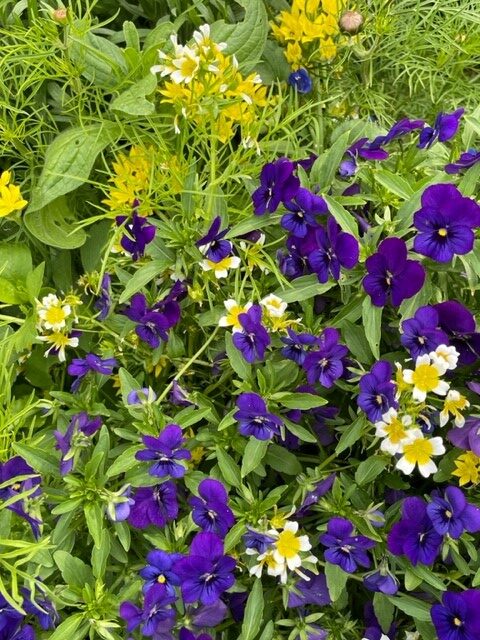 Winter bedding plants for beautiful colour
