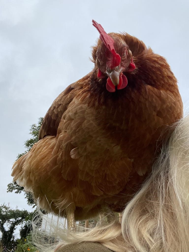 Image shows my rescue hen, Flora, on my shoulder