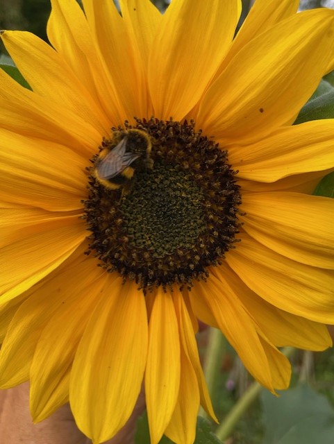 Image shows a yellow sunflower and a bee