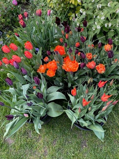 Image shows some of my tulips in pots in my garden