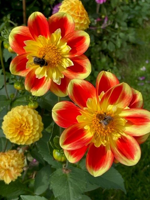 My colourful dahlias, beautiful summers to come