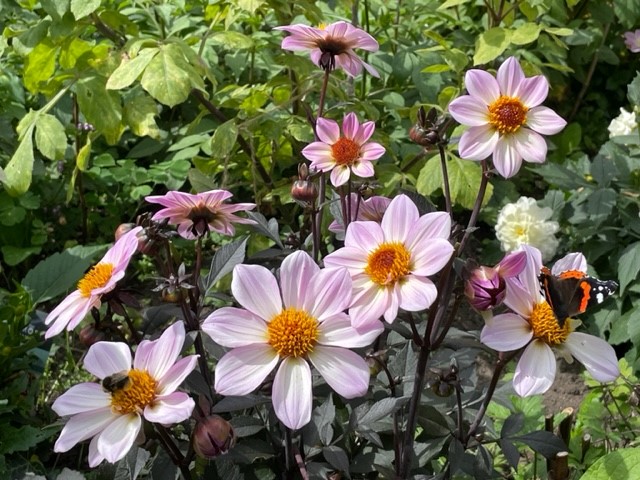 Image shows dahlias in my English garden