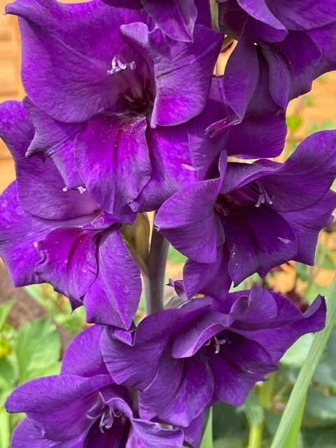 Image shows one of my purple gladioli flowers in my garden