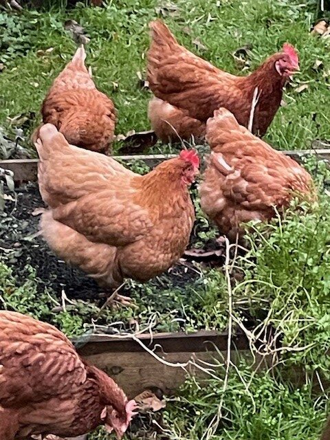 Image shows my rescue hens enjoying some winter gardening