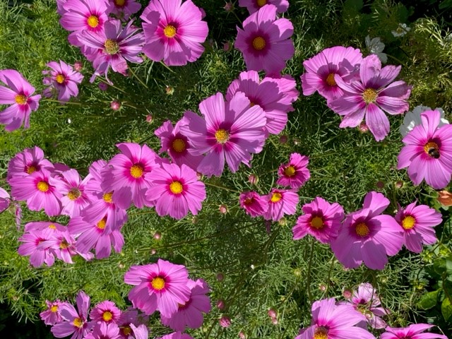Image shows some of my cosmos flowers in my garden