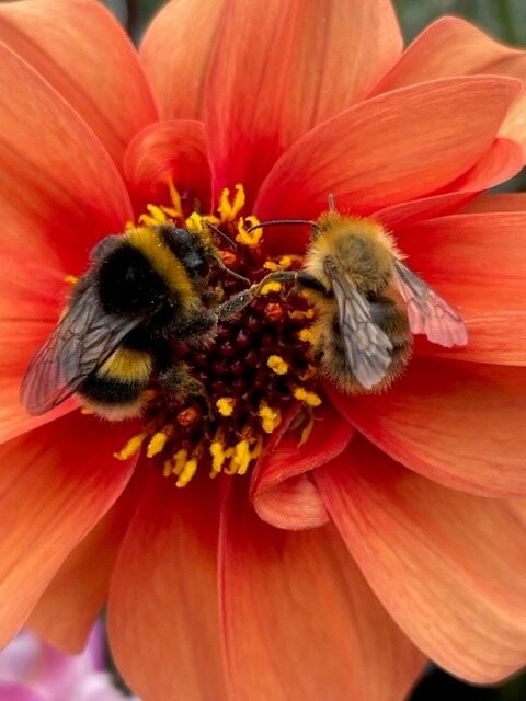 The best flowers for fantastic pollinators
