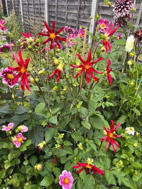 Image shows some dahlias in the Cosmos Queens beautiful garden
