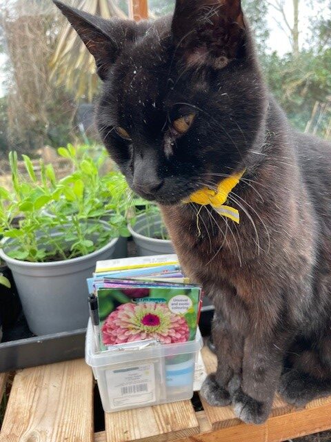 Sowing seeds with my beautiful cat