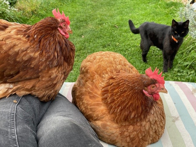 Image shows some of my companion gardeners, my rescue hens and black cat.