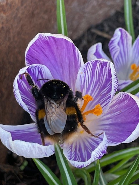 Image shows a beautiful spring crocus with a bumble bee in my garden