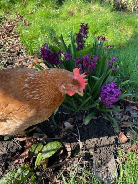 Image shows Pickle Pixie Pantaloon, my rescue hen, sniffing the hyacinths in the garden