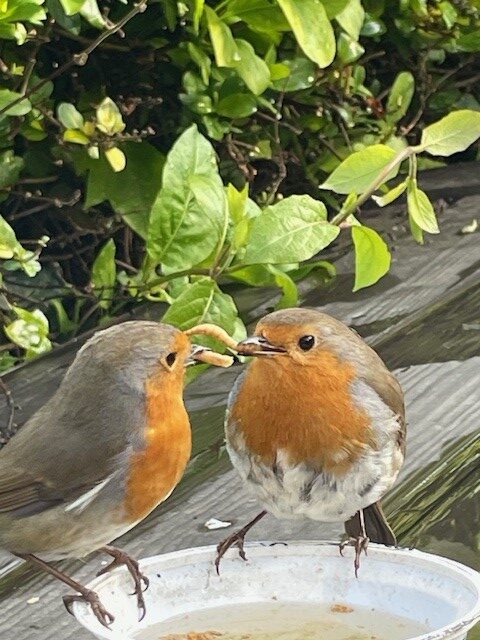 Two beautiful robins in my English garden