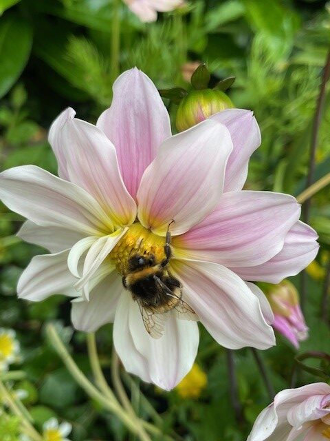 Image shows one of my beautiful dahlias in May