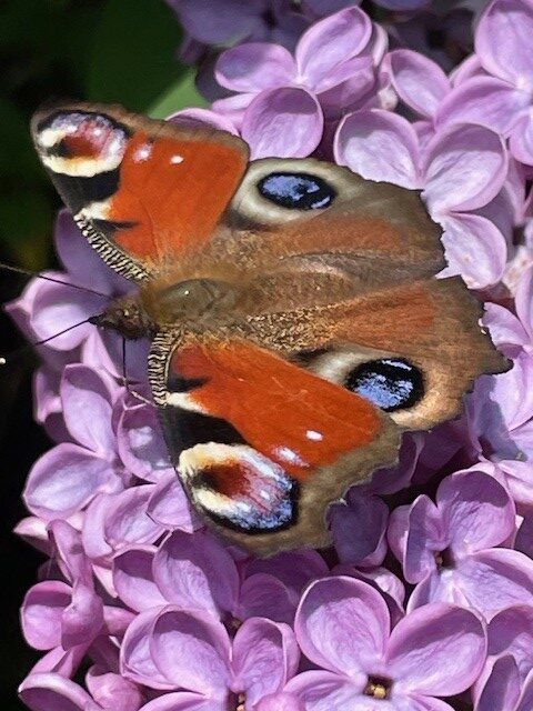 Image shows a peacock butterfly on my lilac flowers. My first photo for my wonderful wildlife post