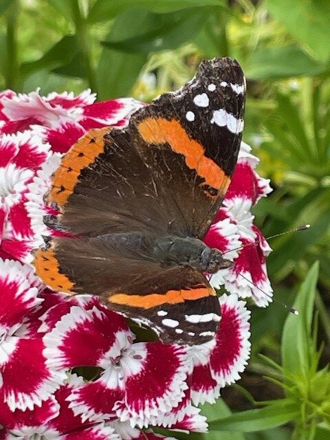 Image shows a sweet william flower with a red admiral butterfly in my garden