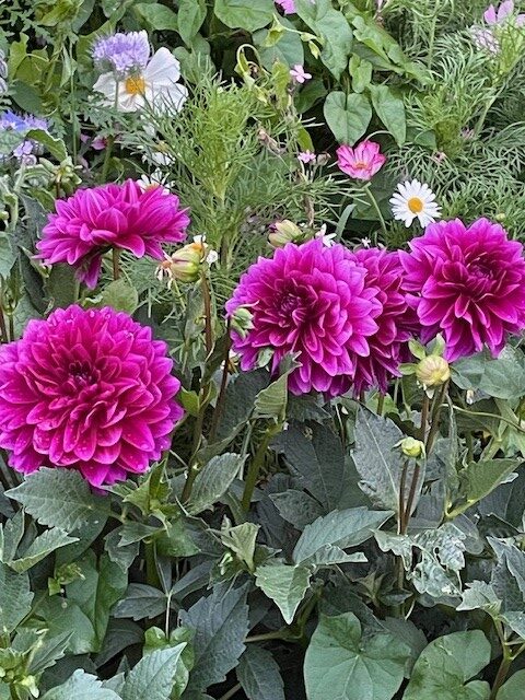 Image shows some of my new dahlias in my garden. Le Baron