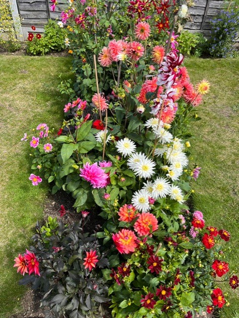 Image shows the Cosmos Queen's new dahlia beds