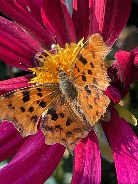 Butterflies and beautiful rescue hens