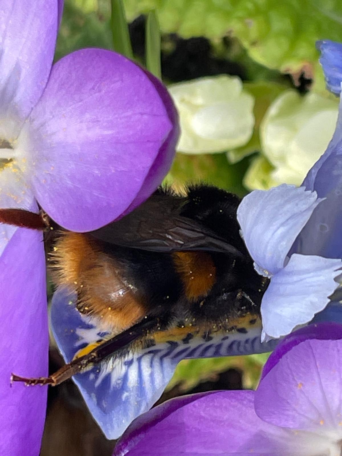 Beautiful bumblebees, we can help